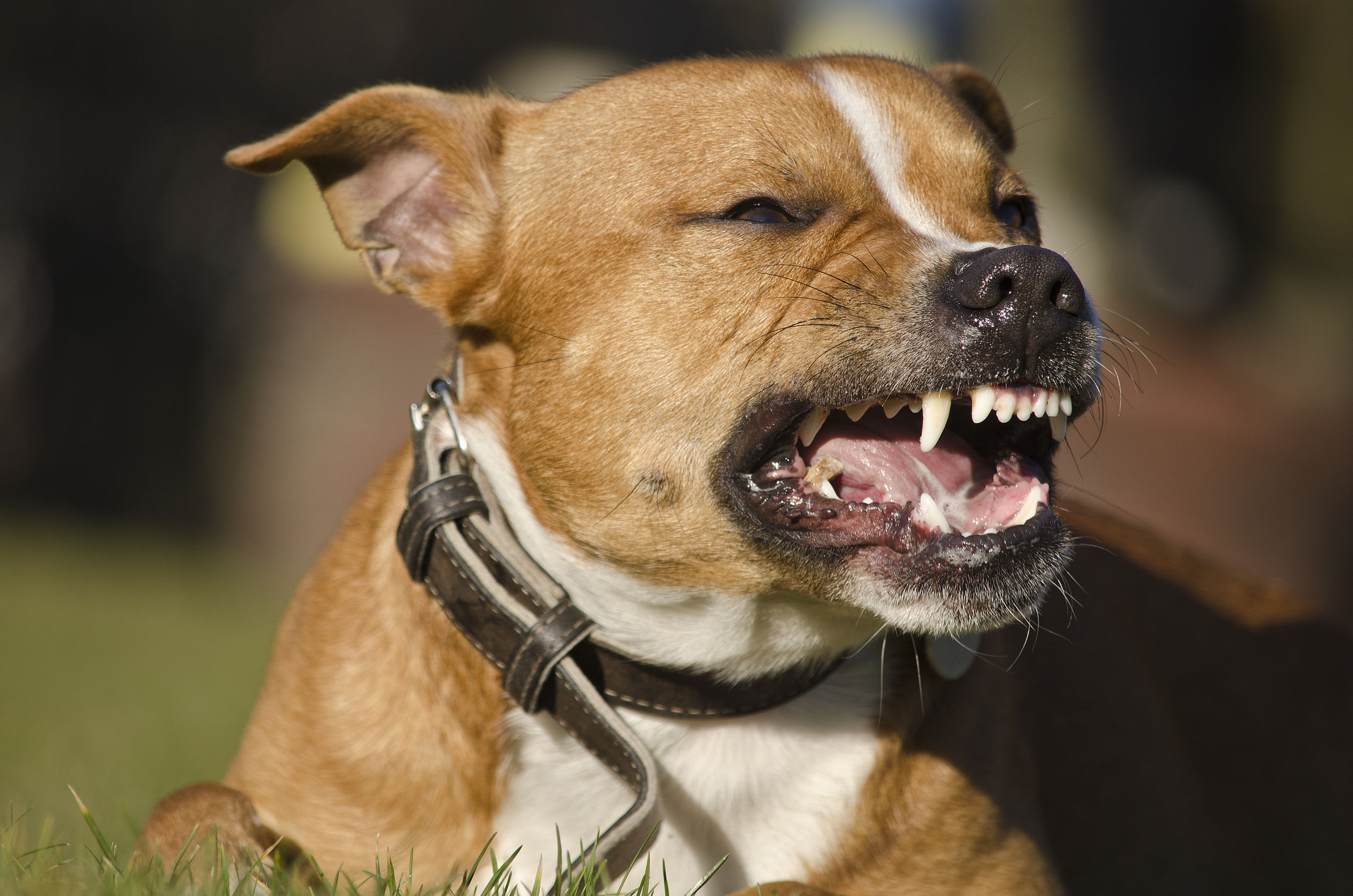 What Qualities Should You Should Look In A Dog Bite Attorney Before Hiring